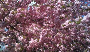 CherryBlossoms