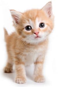 Awww! Adorable Kitten